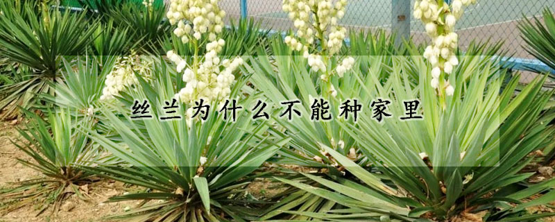 絲蘭為什麼不能種家裏