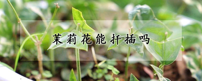 茉莉花能扡插嗎
