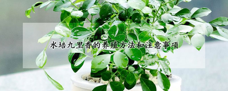 水培九裏香的養殖方法和注意事項
