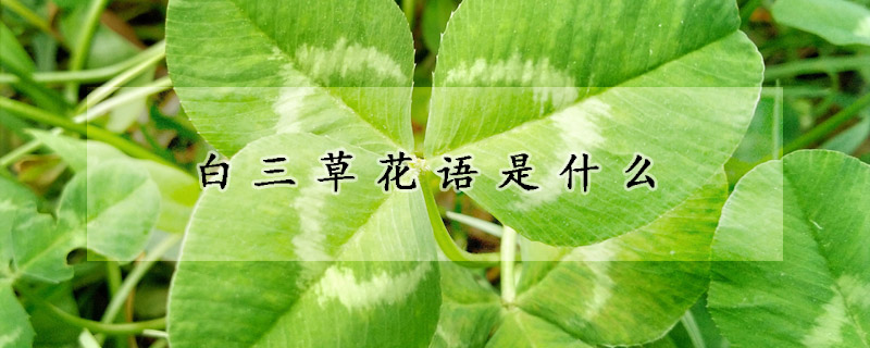 白三草花語是什麼