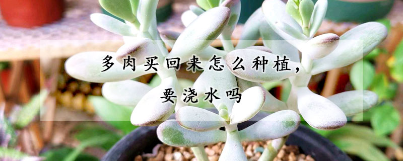 多肉買回來怎麼種植,要澆水嗎