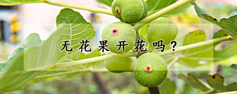 無花果開花嗎?
