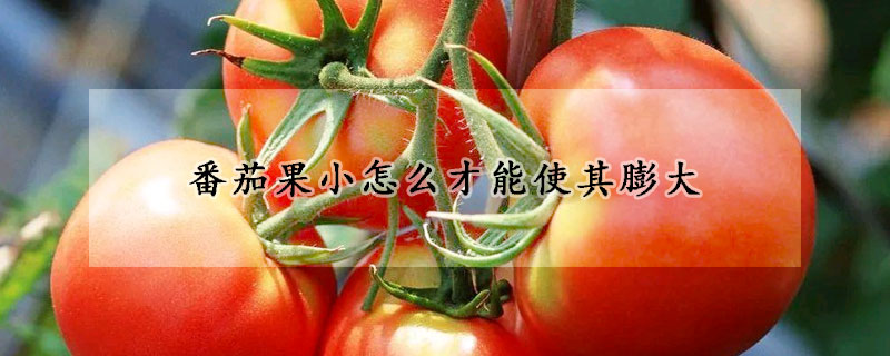 番茄果小怎麼才能使其膨大