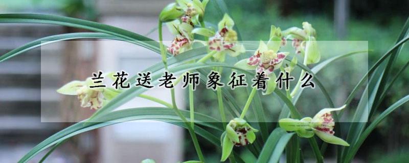 蘭花送老師象征著什麼