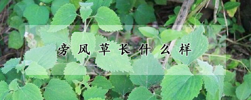 旁風草長什麼樣