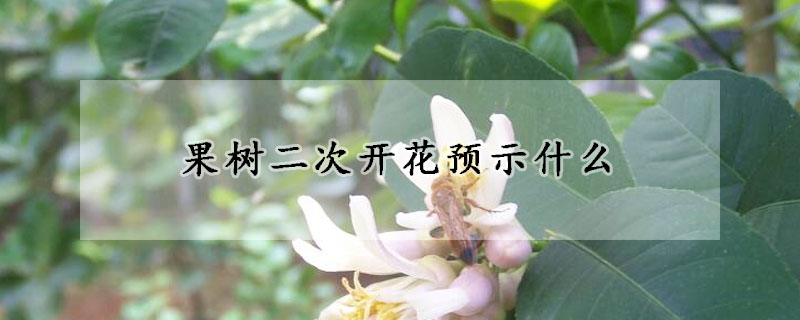 果樹二次開花預示什麼