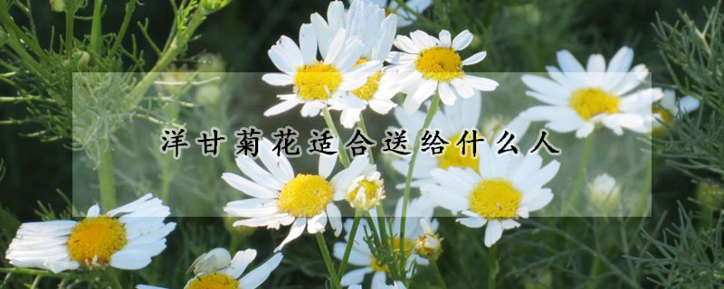 洋甘菊花適合送給什麼人