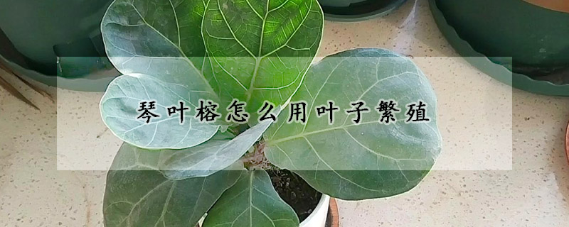 琴葉榕怎麼用葉子繁殖