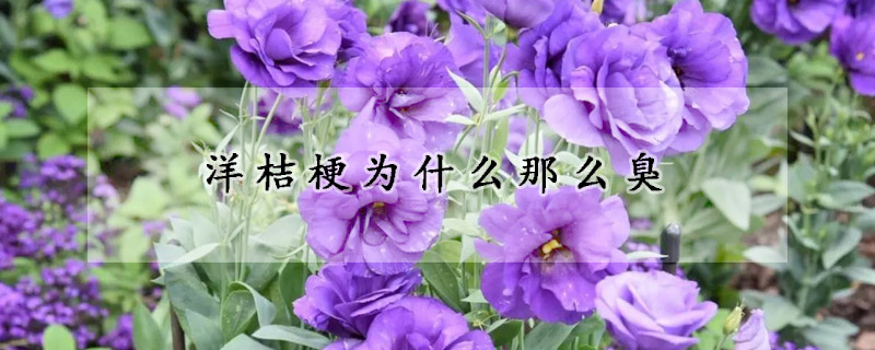 洋桔梗為什麼那麼臭