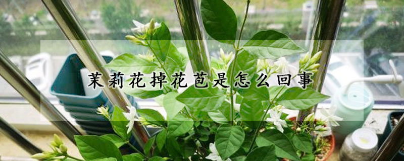 茉莉花掉花苞是怎麼回事