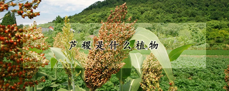 蘆稷是什麼植物