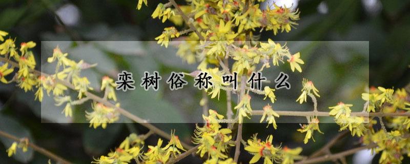 欒樹俗稱叫什麼