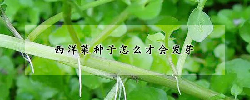 西洋菜種子怎麼才會發芽