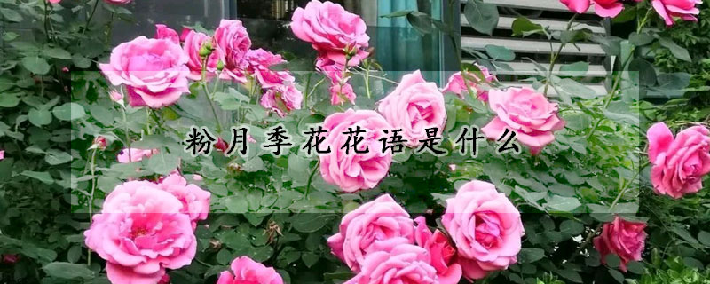 粉月季花花語是什麼