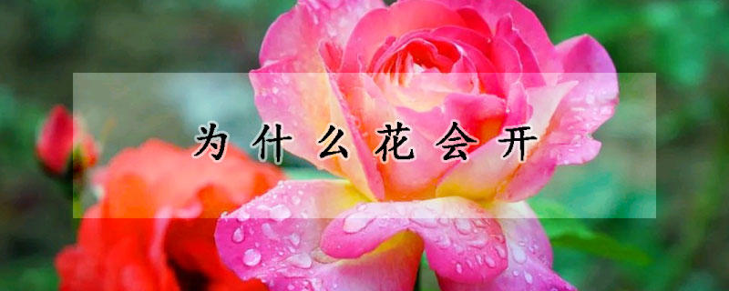 為什麼花會開