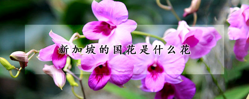 新加坡的國花是什麼花