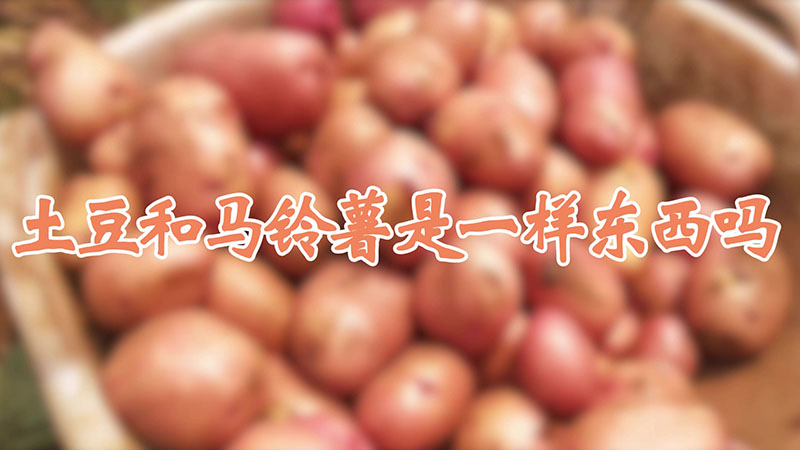 土豆和馬鈴薯是一樣東西嗎