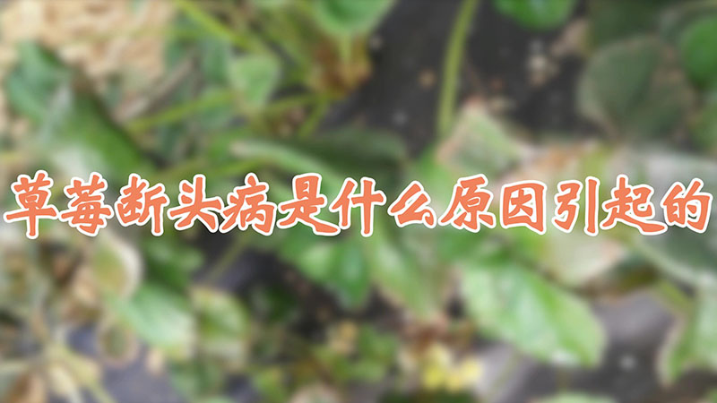 草莓斷頭病是什麼原因引起的
