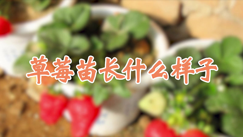 草莓苗長什麼樣子