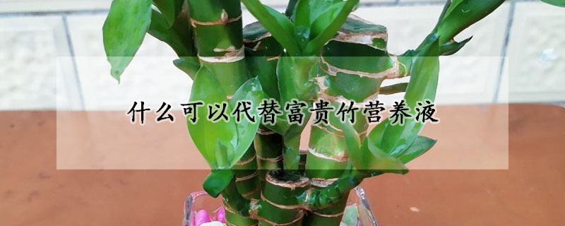 什麼可以代替富貴竹營養液