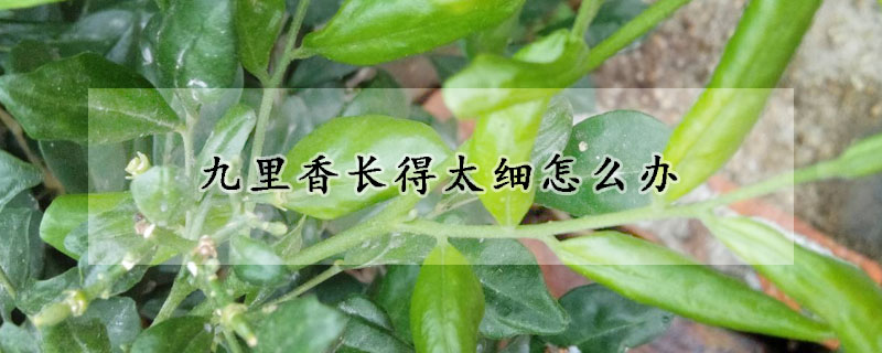 九裏香長得太細怎麼辦