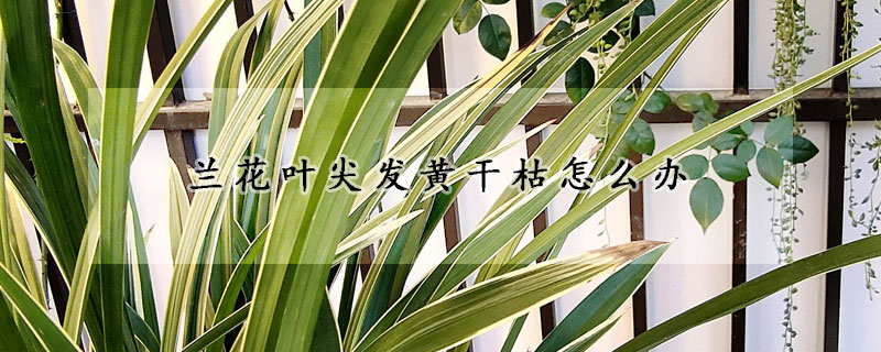 蘭花葉尖發黃幹枯怎麼辦