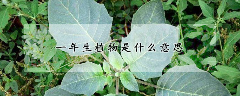 一年生植物是什麼意思
