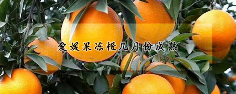 愛媛果凍橙幾月份成熟