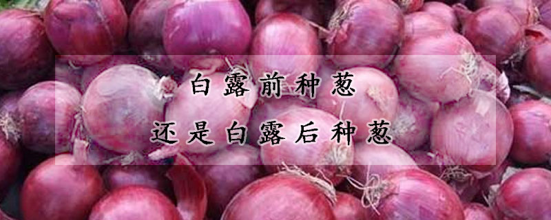 白露前種蔥還是白露後種蔥