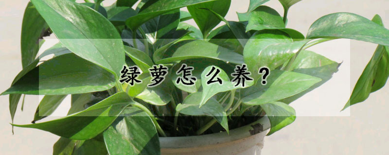 綠蘿怎麼養?