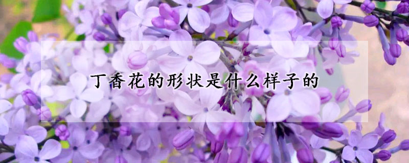 丁香花的形狀是什麼樣子的