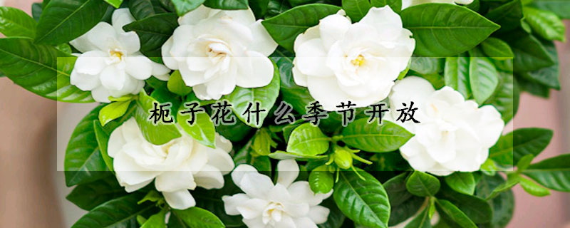 枙子花什麼季節開放