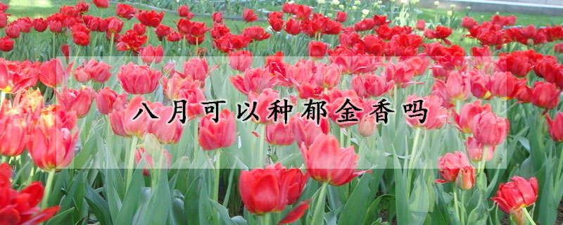 八月可以種鬱金香嗎