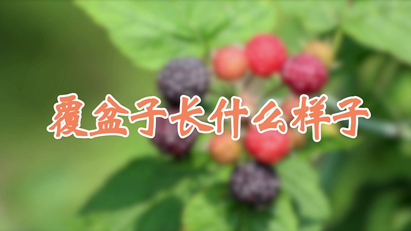 覆盆子長什麼樣子
