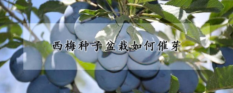 西梅種子盆栽如何催芽