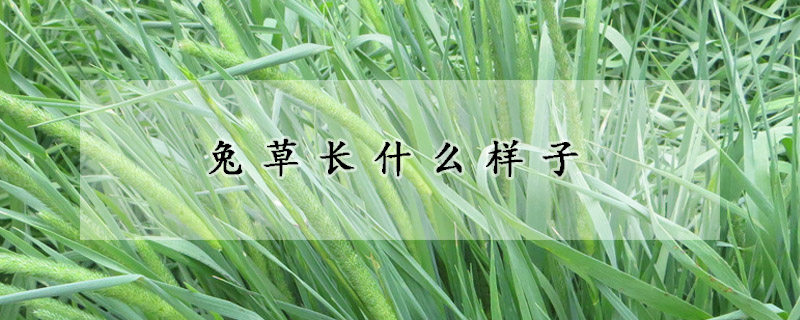 兔草長什麼樣子