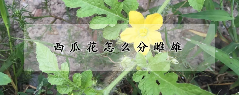西瓜花怎麼分雌雄