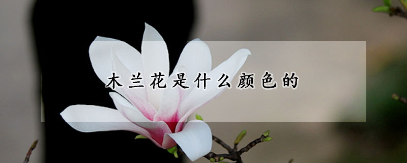 木蘭花是什麼顏色的