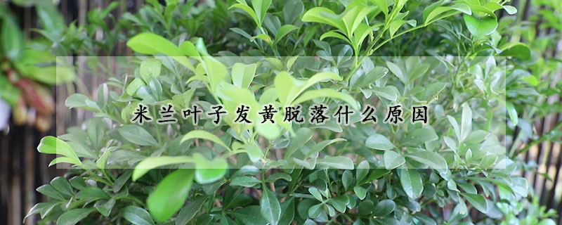 米蘭葉子發黃脫落什麼原因