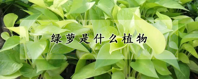 綠蘿是什麼植物