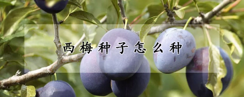 西梅種子怎麼種