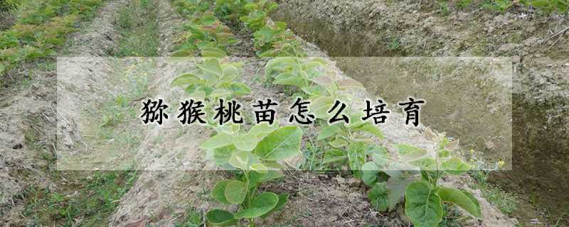 獼猴桃苗怎麼培育
