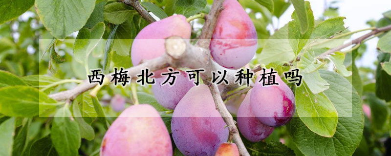 西梅北方可以種植嗎