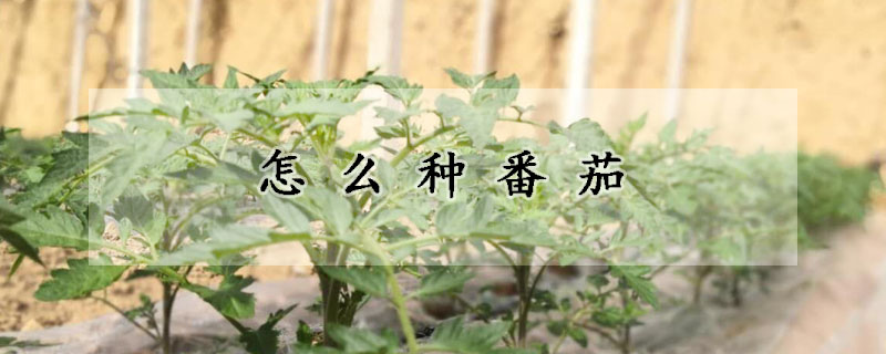 怎麼種番茄