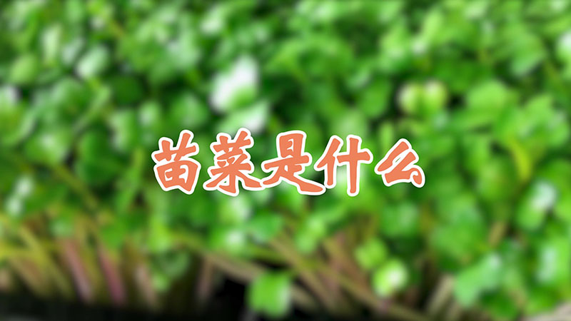 苗菜是什麼