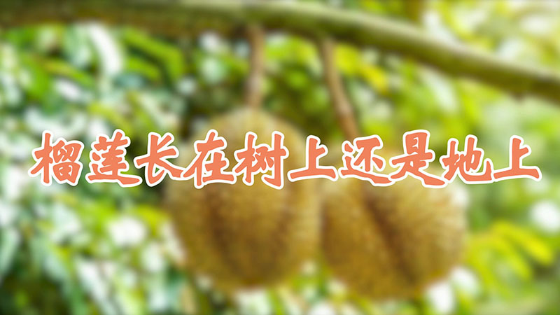 榴蓮長在樹上還是地上