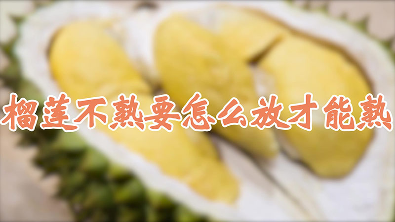 榴蓮不熟要怎麼放才能熟
