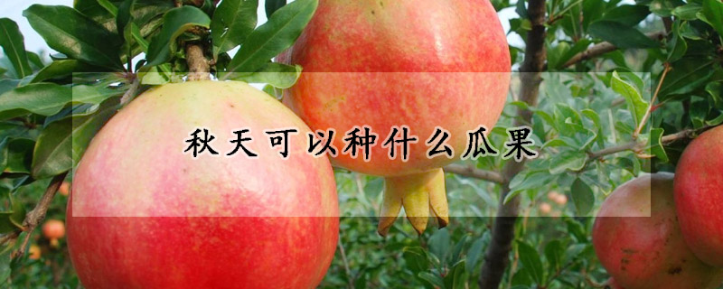 秋天可以種什麼瓜果