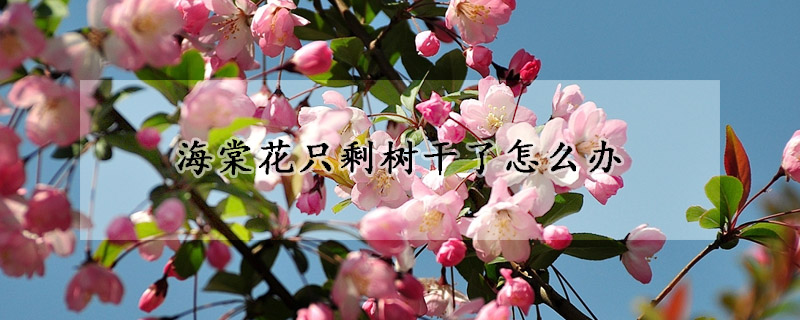 海棠花隻剩樹幹了怎麼辦