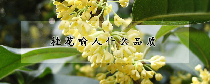 桂花喻人什麼品質